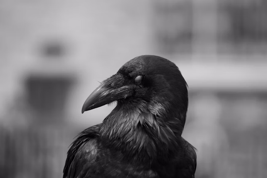 Crow